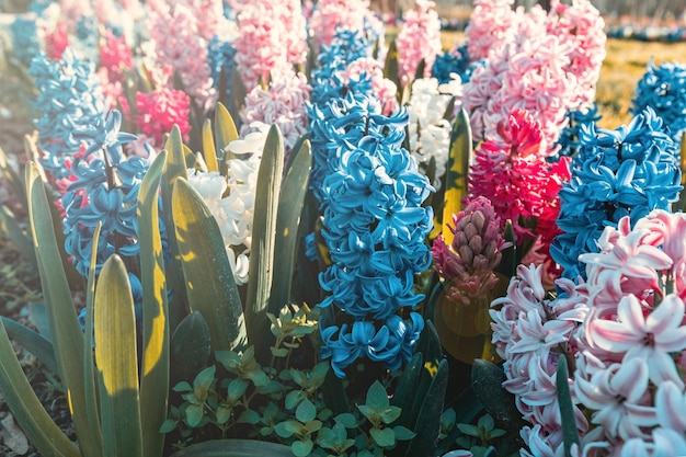 庭のヒヤシンスの花をクローズ アップ