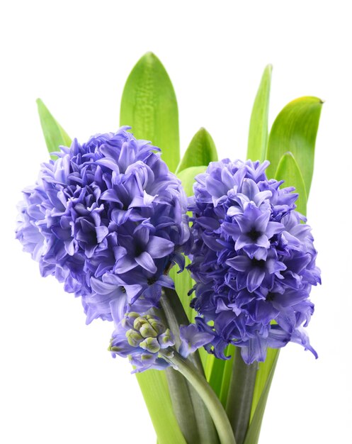 Hyacinth flowers isolated