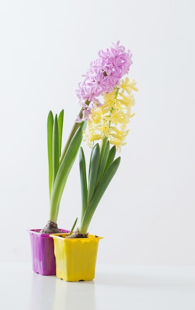 Hyacinth flowers in plastic pot on white surface