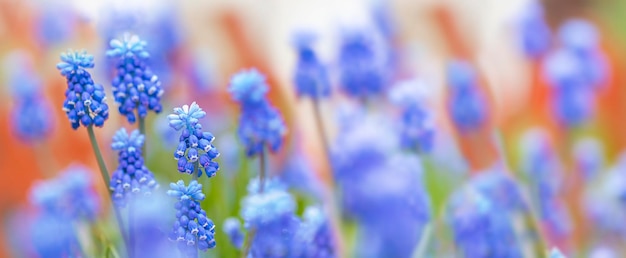 Hyacinth flowers in sunlight in soft focus pastel colors and blurred background Natural background