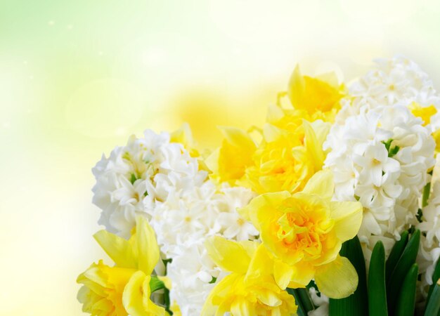 Hyacinth fresh flowers