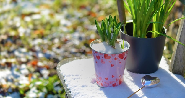 Hyacinth growing in a decorative flowerpot with heartshaped and heart on a stick put on a bench in garden