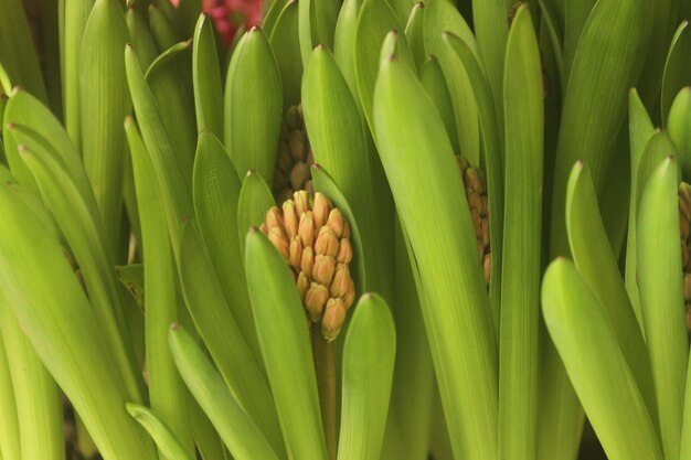 Фото Гиацинт - это луковичный цветок