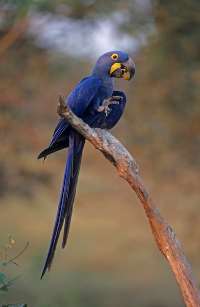 Hyacinth Macaw Anodorhynchus hyacinthinus inname Pantanal Brazilië Zuid-Amerika