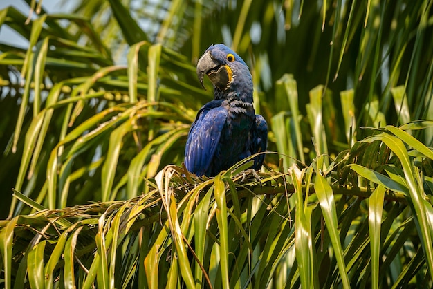 写真 スミレコンゴウインコが自然の生息地のヤシの木にクローズアップ