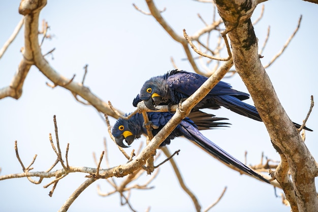 スミレコンゴウインコが自然の生息地のヤシの木にクローズアップ