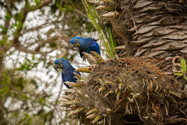 スミレコンゴウインコが自然の生息地のヤシの木にクローズアップ