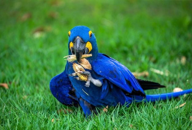 スミレコンゴウインコは草の上に座ってナッツを食べています