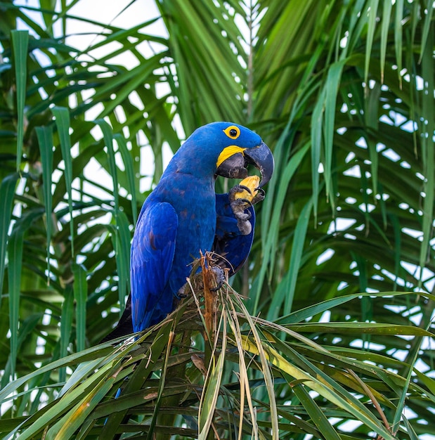 Hyacinth Macaw is sitting on a palm tree and eating nuts