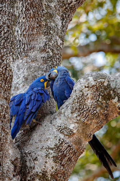 写真 自然の生息地のヤシの木のヒヤシンスコンゴウインコ