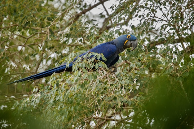 自然の生息地のヤシの木のヒヤシンスコンゴウインコ