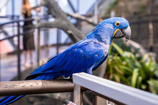 Hyacinth macaw parrot with blue feather perched on railing in\
zoo