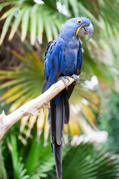 Hyacinth macaw perching