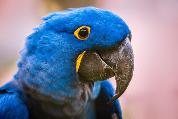 Hyacinth macaw