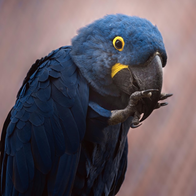 Hyacinth macaw