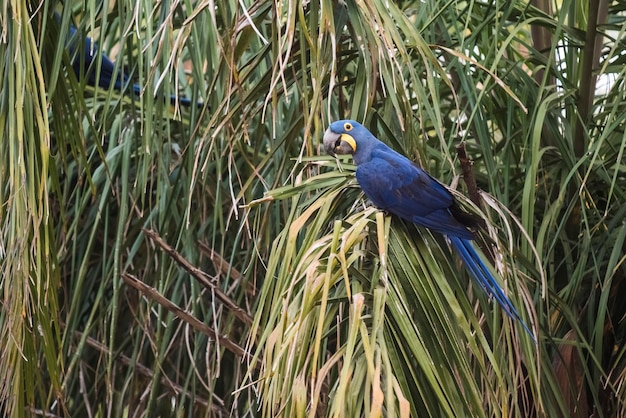 ヒヤシンスコンゴウインコパンタナールフォレストブラジル