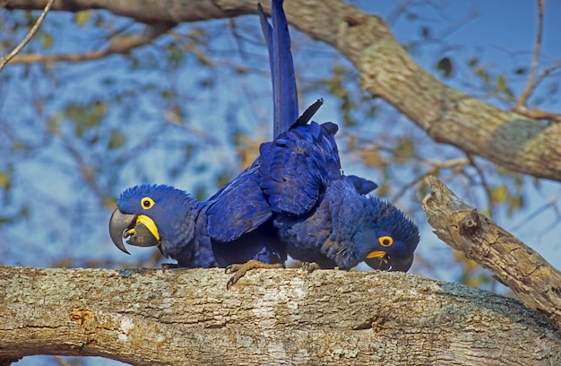 Photo hyacinth macaws anodorhynchus hyacinthinus pairing pantanal brazil south america