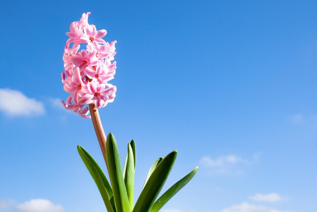 큰 녹색 잎과 큰 갈색 줄기가 있는 히아신스 식물, 배경에 구름이 있는 멋진 푸른 하늘이 있는 분홍색 및 흰색 꽃