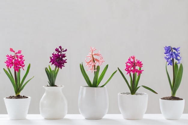 Hyacinth in pot on white wall