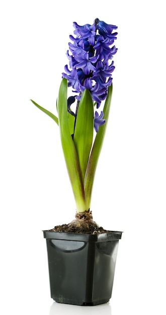 Hyacinth spring flowers isolated on white