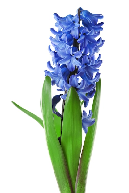 Hyacinth spring flowers isolated on white