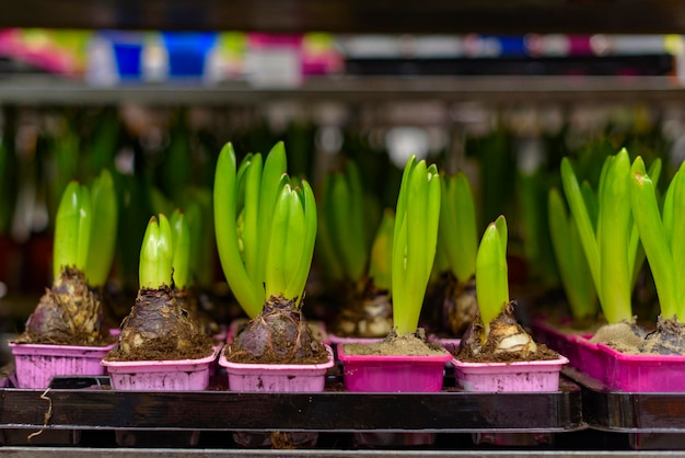 Hyacinth sprouts in plastic pots as a symbol of spring