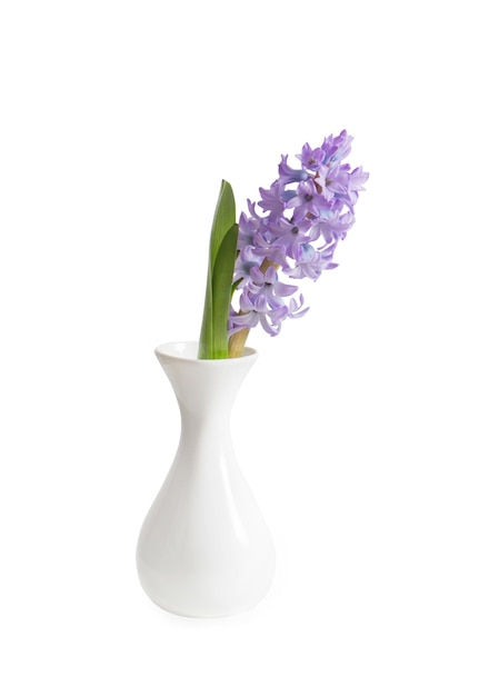 Hyacinth in vase isolated on white background