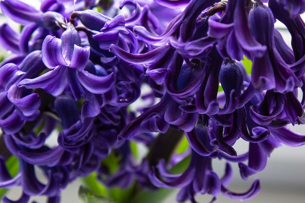 Hyacinth with lilac petals and raindrops, macro photo, floral natural background