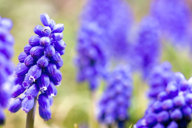 Hyacinths bloom in the garden, close-up