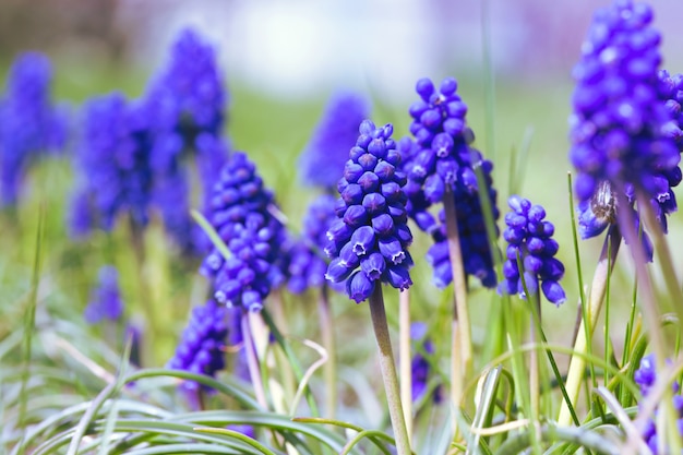 Hyacinths bloom in the garden, close-up