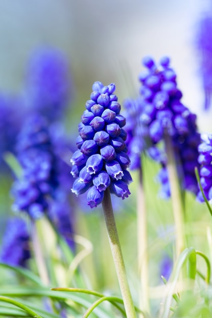 Hyacinths bloom in the garden, close-up