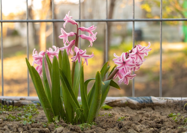 Hyacinths blooming in pink mixed with white How to care for hyacinths concept