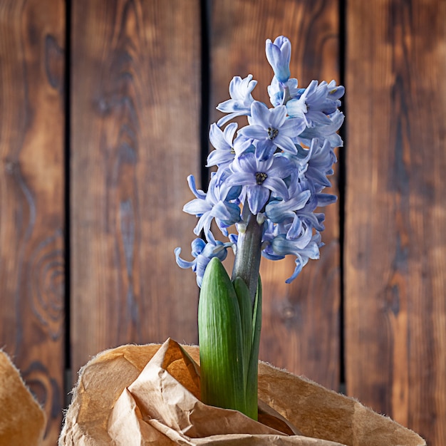 Hyacinths on a dark background