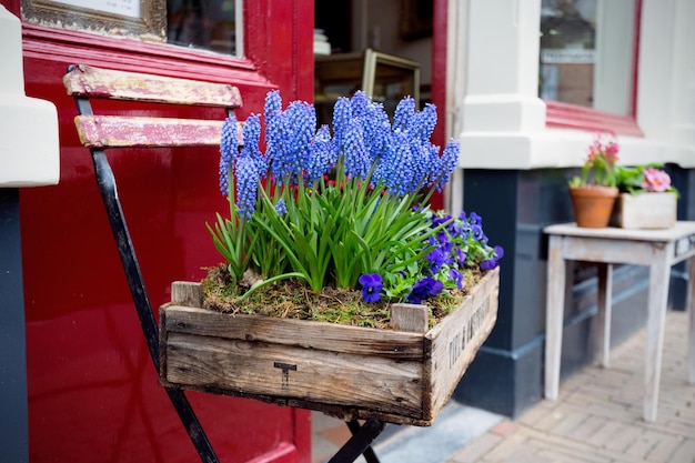 Hyacinths in flower pots