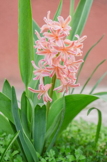 Hyacinths grow in the garden Orange hyacinth flower