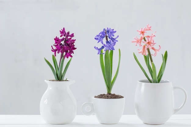 Hyacinths in pots on white background