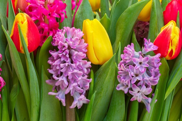 Hyacinths and tulips