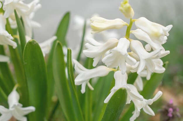 抽象的な背景にヒヤシンスオリエンタリスの花白いカーネギーヒヤシンスこんにちは春