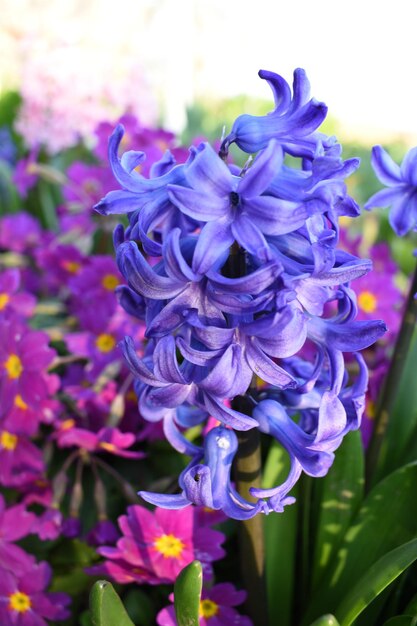 Hyacinthus