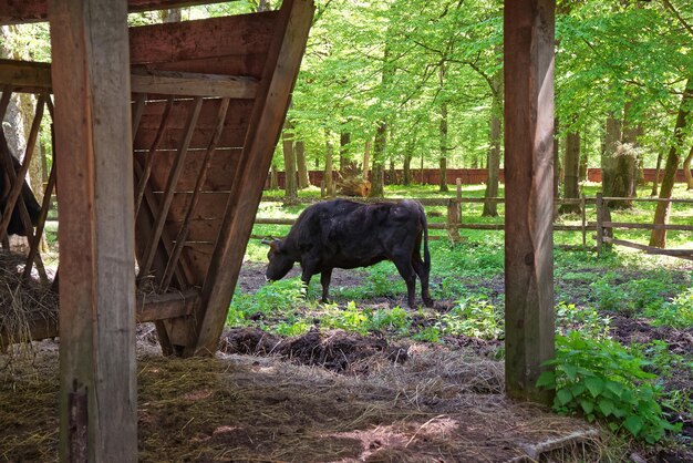 Photo hybrid of cow and bison in bialowieza national park as a part of belovezhskaya pushcha national park, poland.