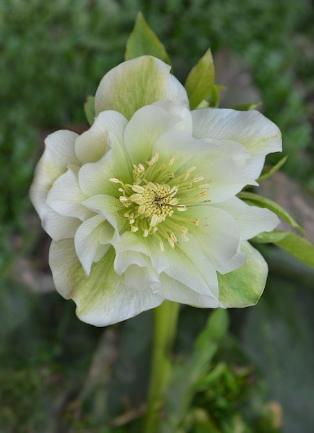 Hybrid hellebore white or snow rose in the garden