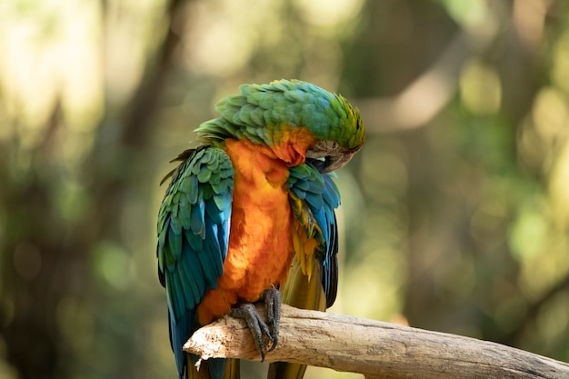 ハイブリッドコンゴウインコ。この標本は、ヒワコンゴウインコ（Ara ambigua）とコンゴウインコ（Ara macao）の交配の結果でした。