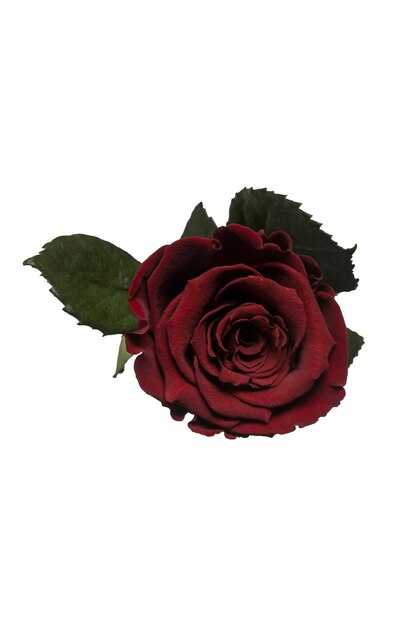 Hybrid rose black magic on a white isolated background