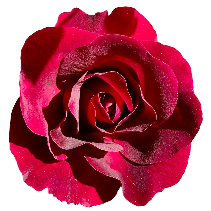 Photo hybrid tea bush roses white background