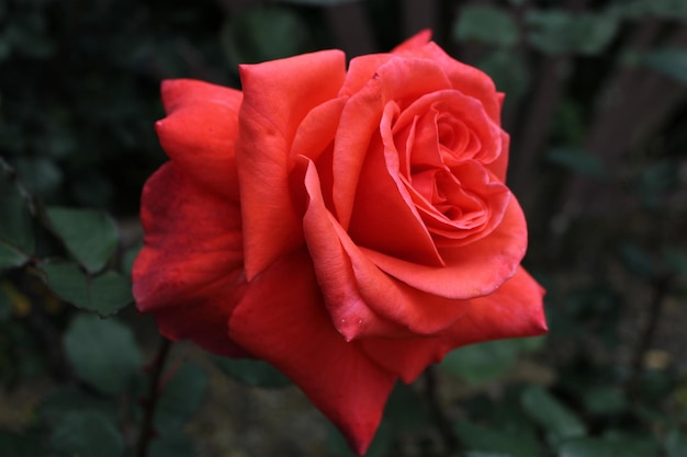 hybrid tea roses