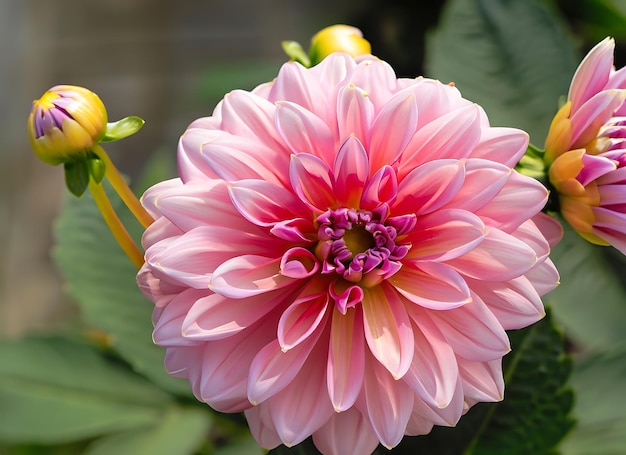 Hybride lichtroze dahlia bloem