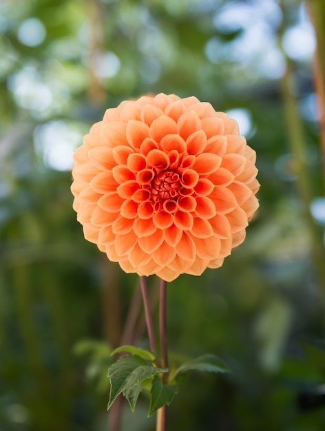 hybride oranje dahlia bloem in de herfst seizoen