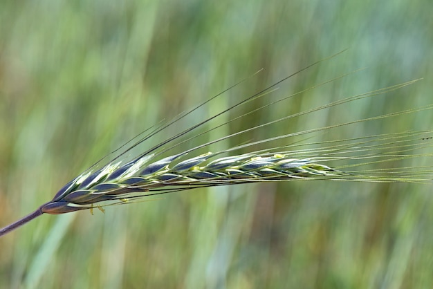 Hybride triticale graangewas oorclose-up