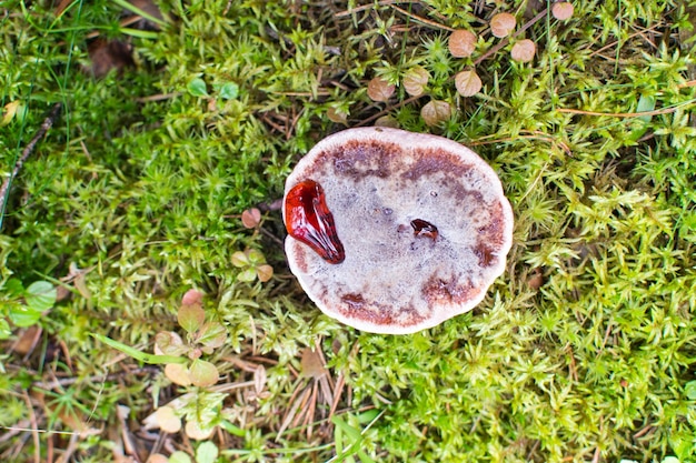 Hydnellum peckii в древесном грибе в лесу