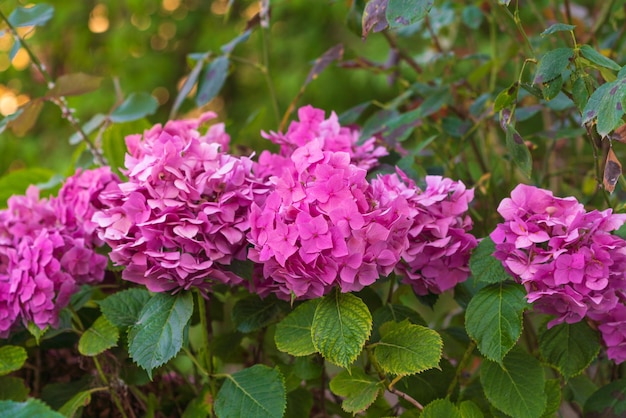 Hydrangea bloemen in de tuin